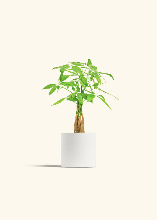 Money Tree in a 4 inches Fat Lip Red Planter in a Beech Wood Stand