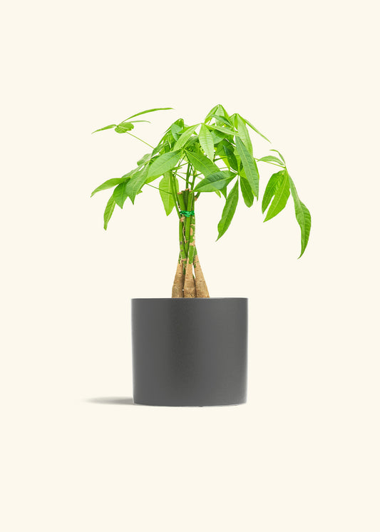 Braided Money Tree in a 6 inches Charcoal Classic Cylinder Planter in a Beech Wood Stand