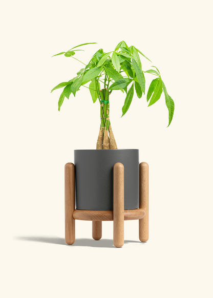 Braided Money Tree in a 6 inches Charcoal Classic Cylinder Planter 