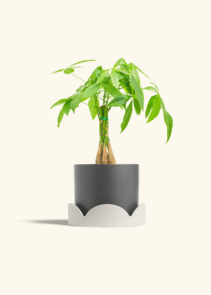 Braided Money Tree in a 6 inches Charcoal Classic Cylinder Planter in a Shamrock Petal Drip Tray