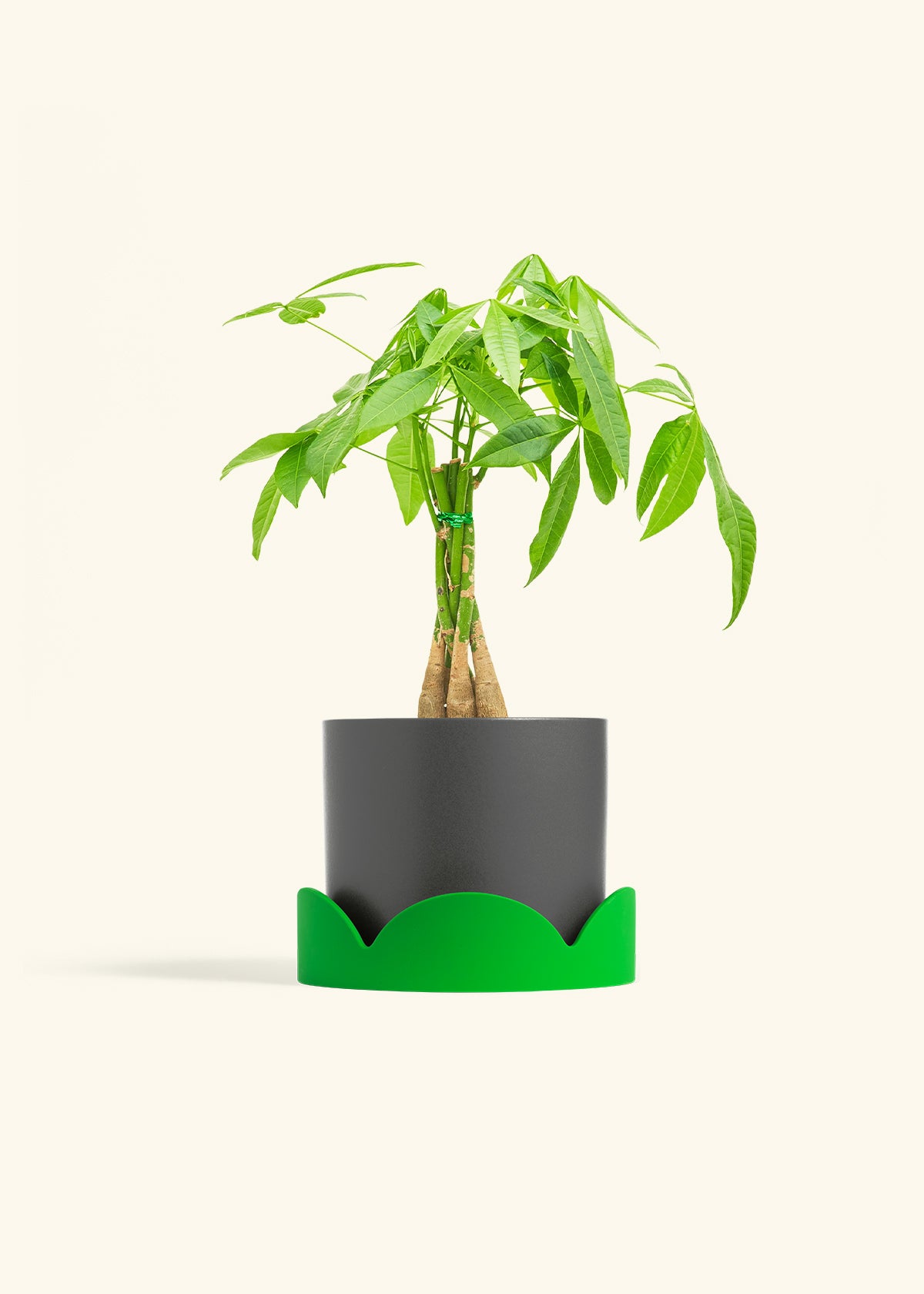 Braided Money Tree in a 6 inches Charcoal Classic Cylinder Planter in a Oat Petal Drip Tray