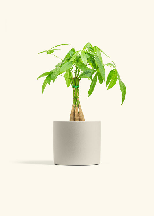 Braided Money Tree in a 6 inches Oat Classic Cylinder Planter in a Beech Wood Stand