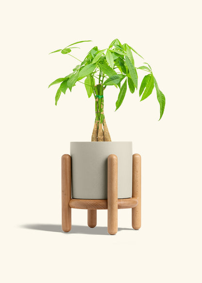 Braided Money Tree in a 6 inches Oat Classic Cylinder Planter 
