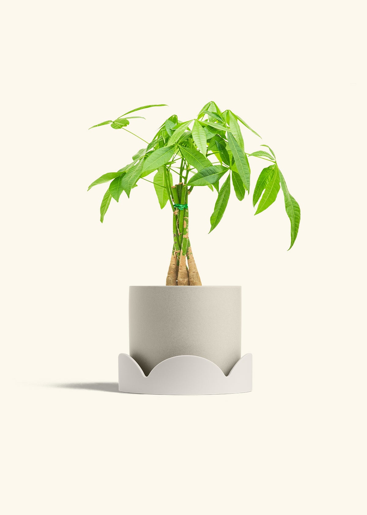 Braided Money Tree in a 6 inches Oat Classic Cylinder Planter in a Shamrock Petal Drip Tray