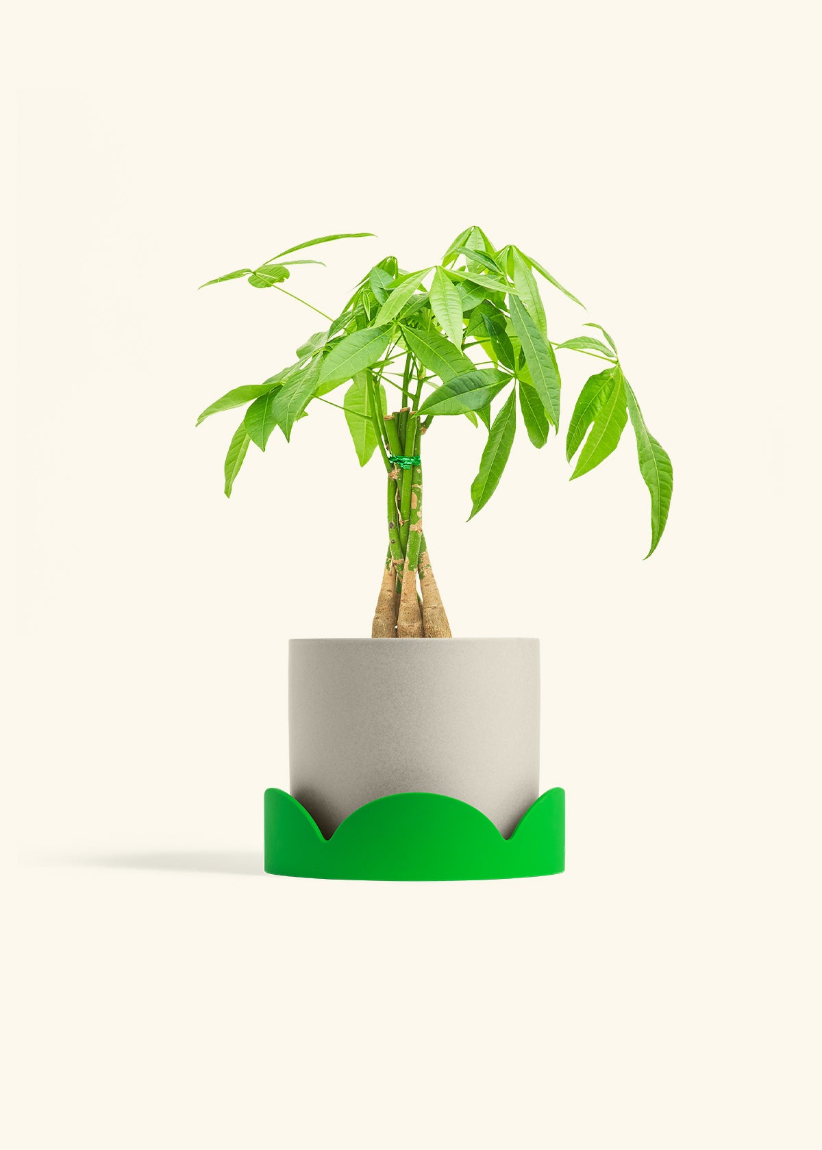 Braided Money Tree in a 6 inches Oat Classic Cylinder Planter in a Oat Petal Drip Tray