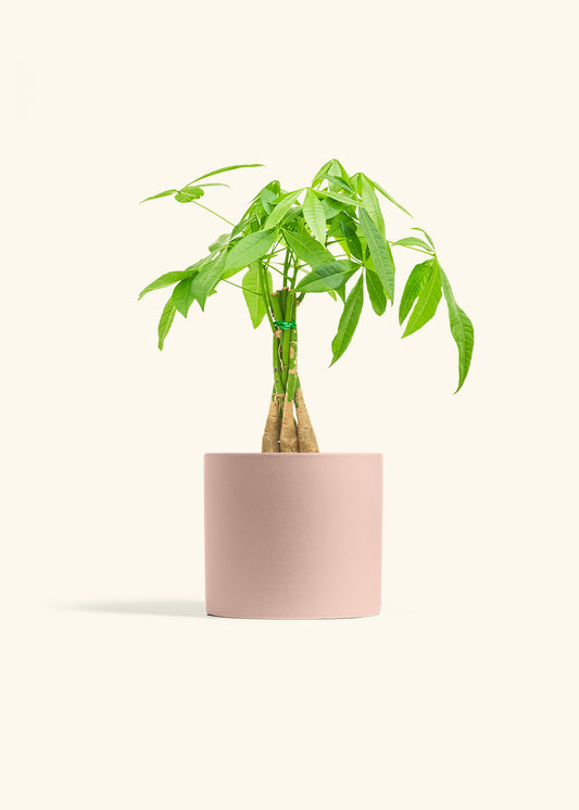 Braided Money Tree in a 6 inches Pink Classic Cylinder Planter in a Oat Petal Drip Tray