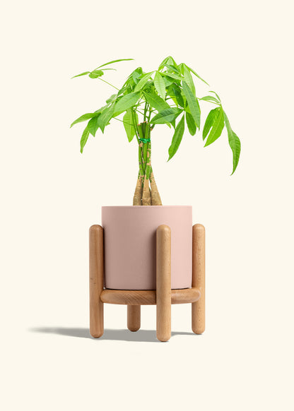 Braided Money Tree in a 6 inches Pink Classic Cylinder Planter in a Beech Wood Stand