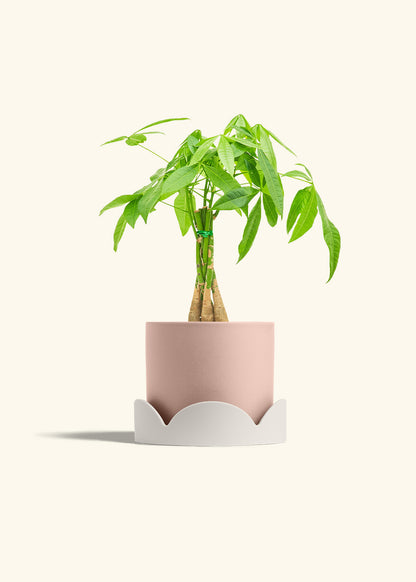 Braided Money Tree in a 6 inches Pink Classic Cylinder Planter 