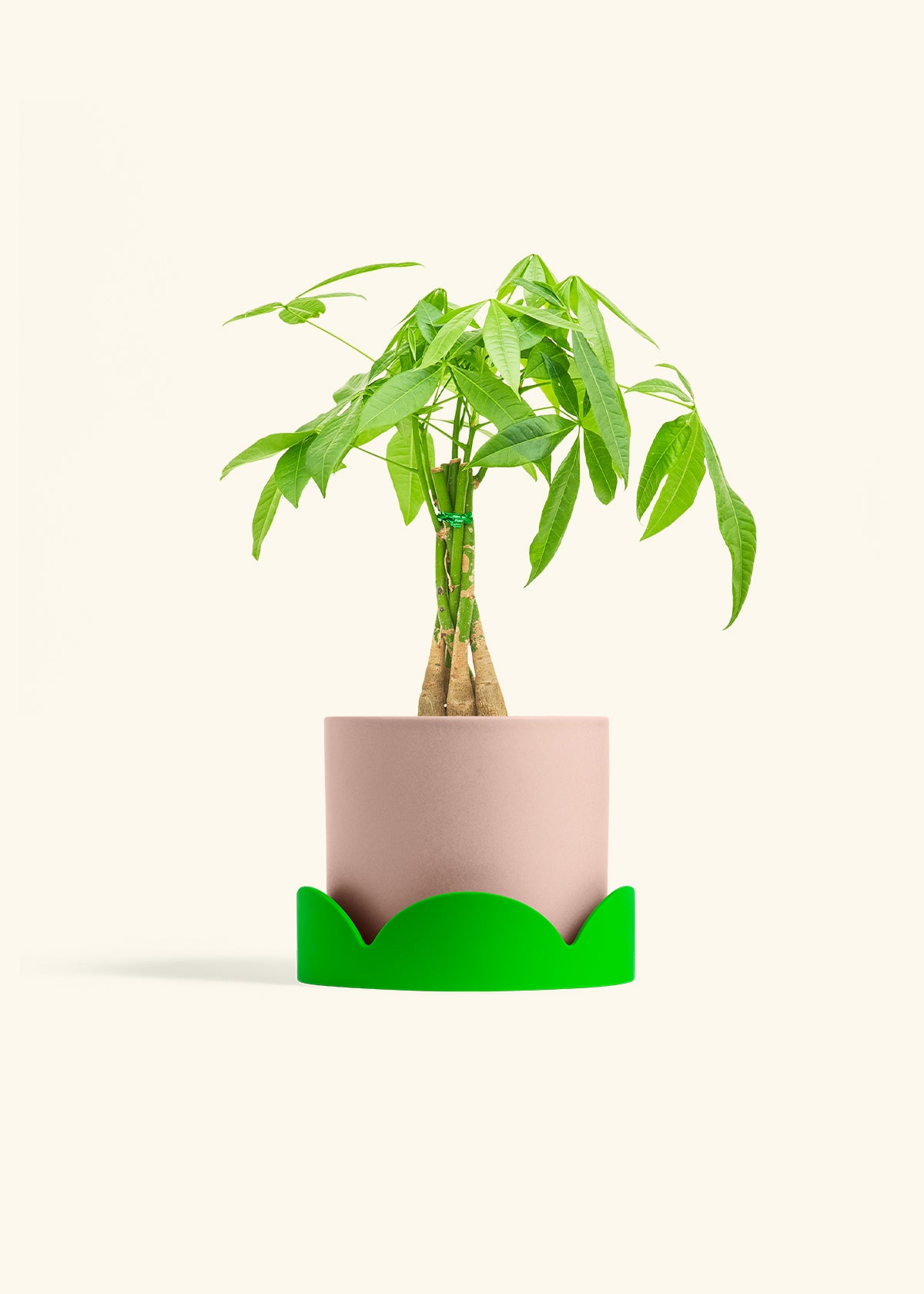Braided Money Tree in a 6 inches Pink Classic Cylinder Planter in a Shamrock Petal Drip Tray