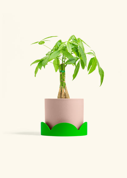 Braided Money Tree in a 6 inches Pink Classic Cylinder Planter in a Shamrock Petal Drip Tray