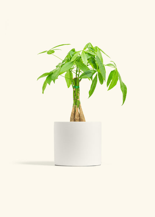 Braided Money Tree in a 6 inches White Classic Cylinder Planter 