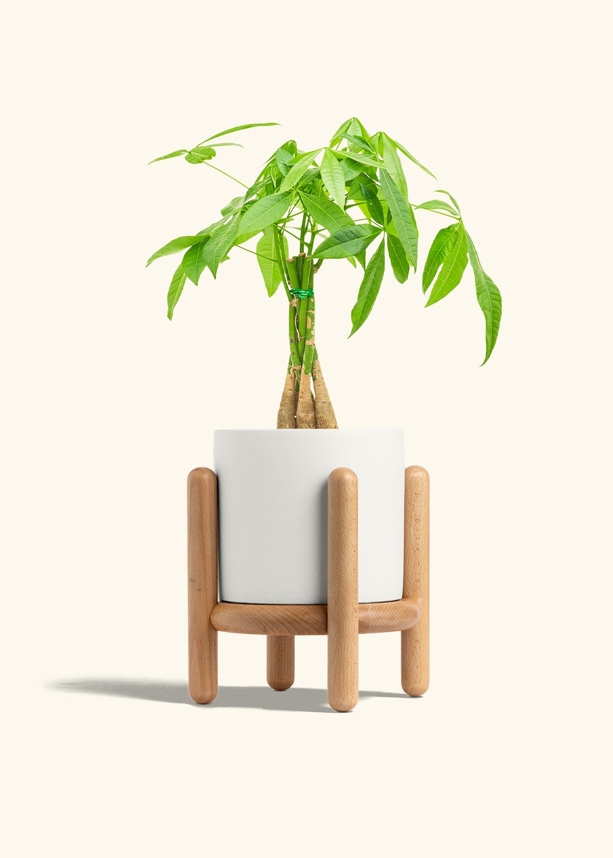 Braided Money Tree in a 6 inches White Classic Cylinder Planter in a Shamrock Petal Drip Tray