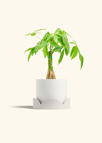 Braided Money Tree in a 6 inches White Classic Cylinder Planter in a Oat Petal Drip Tray