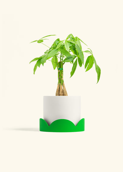 Braided Money Tree in a 6 inches White Classic Cylinder Planter in a Beech Wood Stand