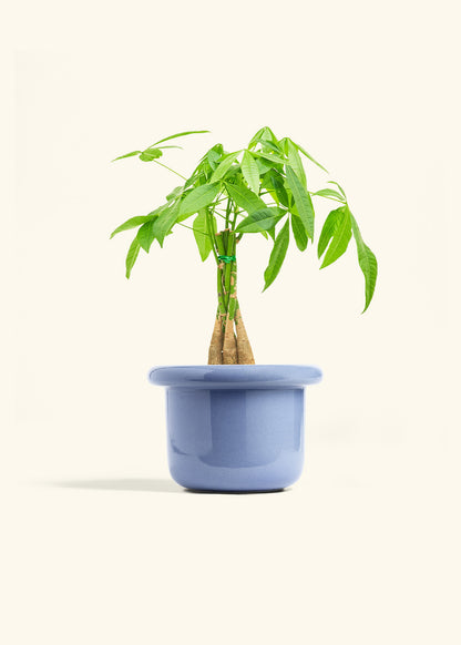 Braided Money Tree in a 6 inches Fat Lip Blue Planter in a Oat Petal Drip Tray