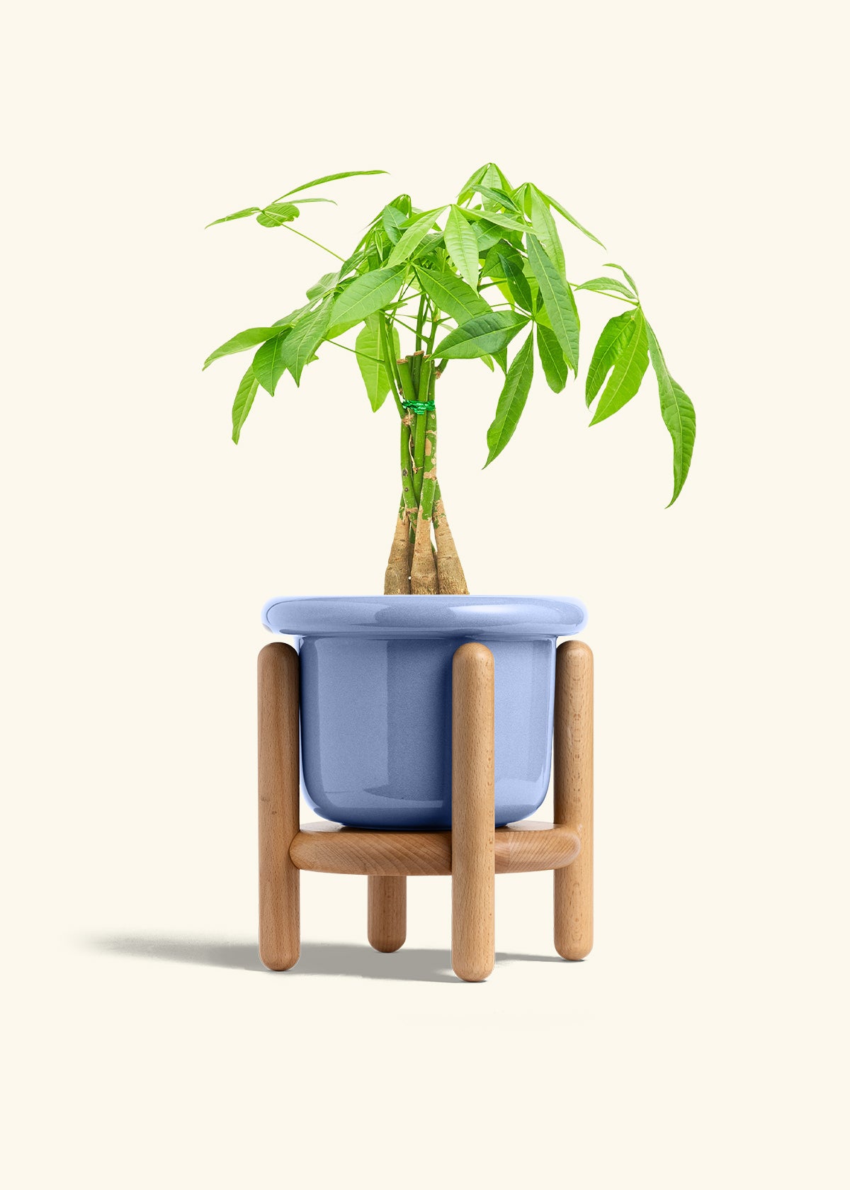 Braided Money Tree in a 6 inches Fat Lip Blue Planter in a Beech Wood Stand