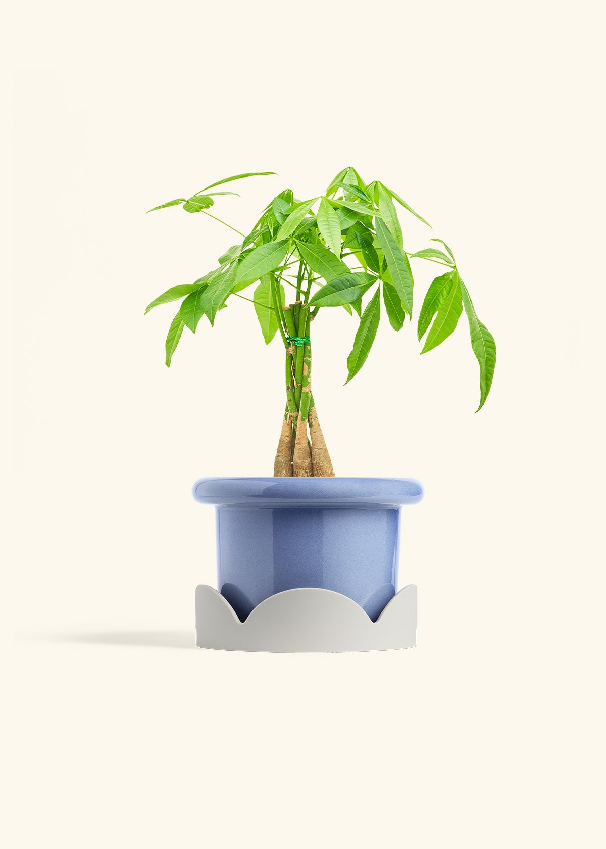 Braided Money Tree in a 6 inches Fat Lip Blue Planter 