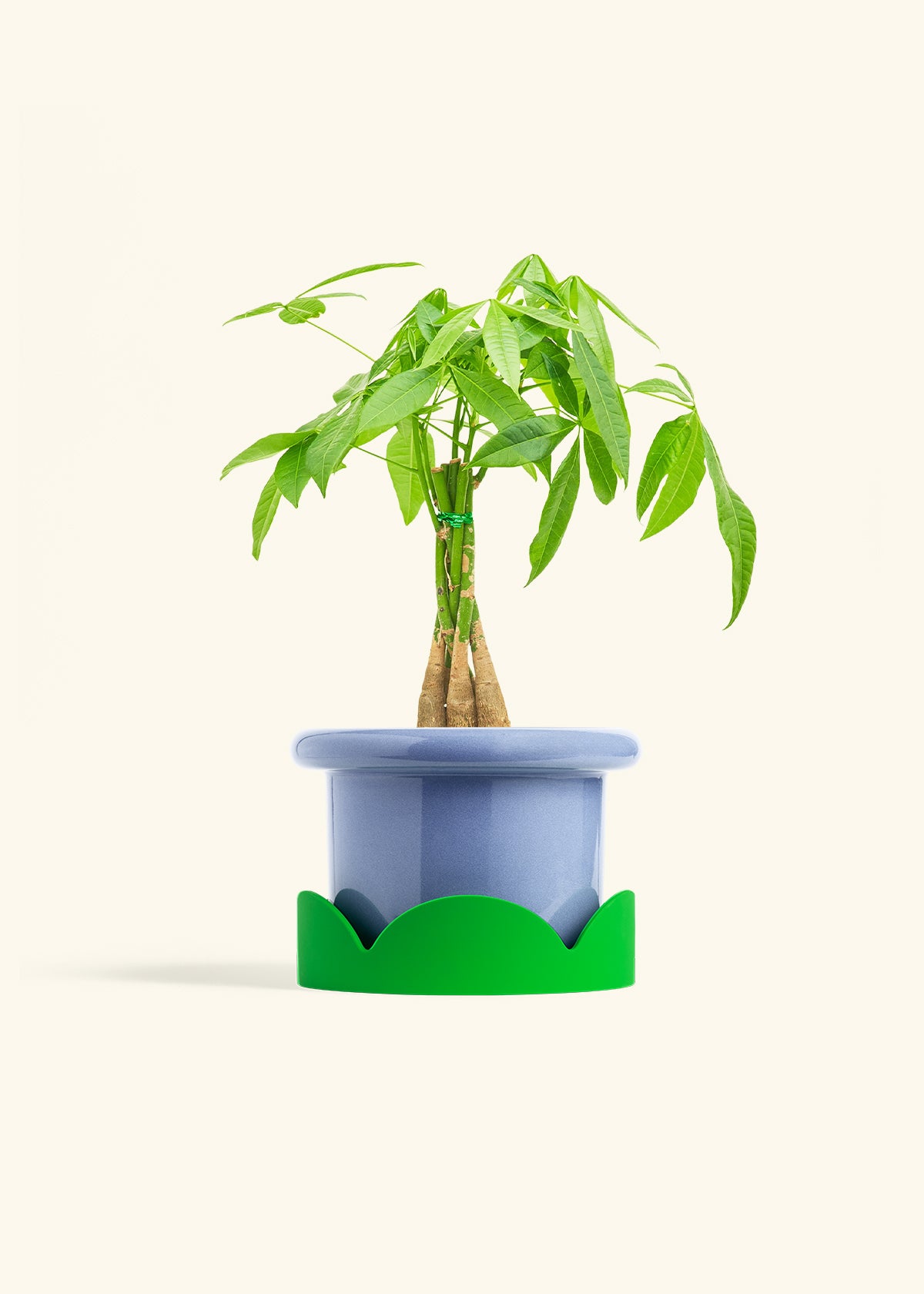 Braided Money Tree in a 6 inches Fat Lip Blue Planter in a Shamrock Petal Drip Tray