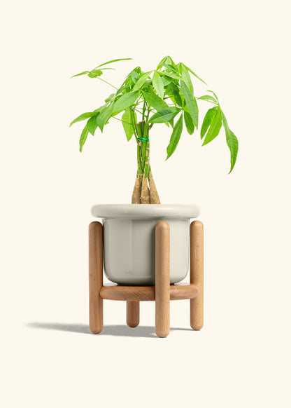 Braided Money Tree in a 6 inches Fat Lip Oat Planter 
