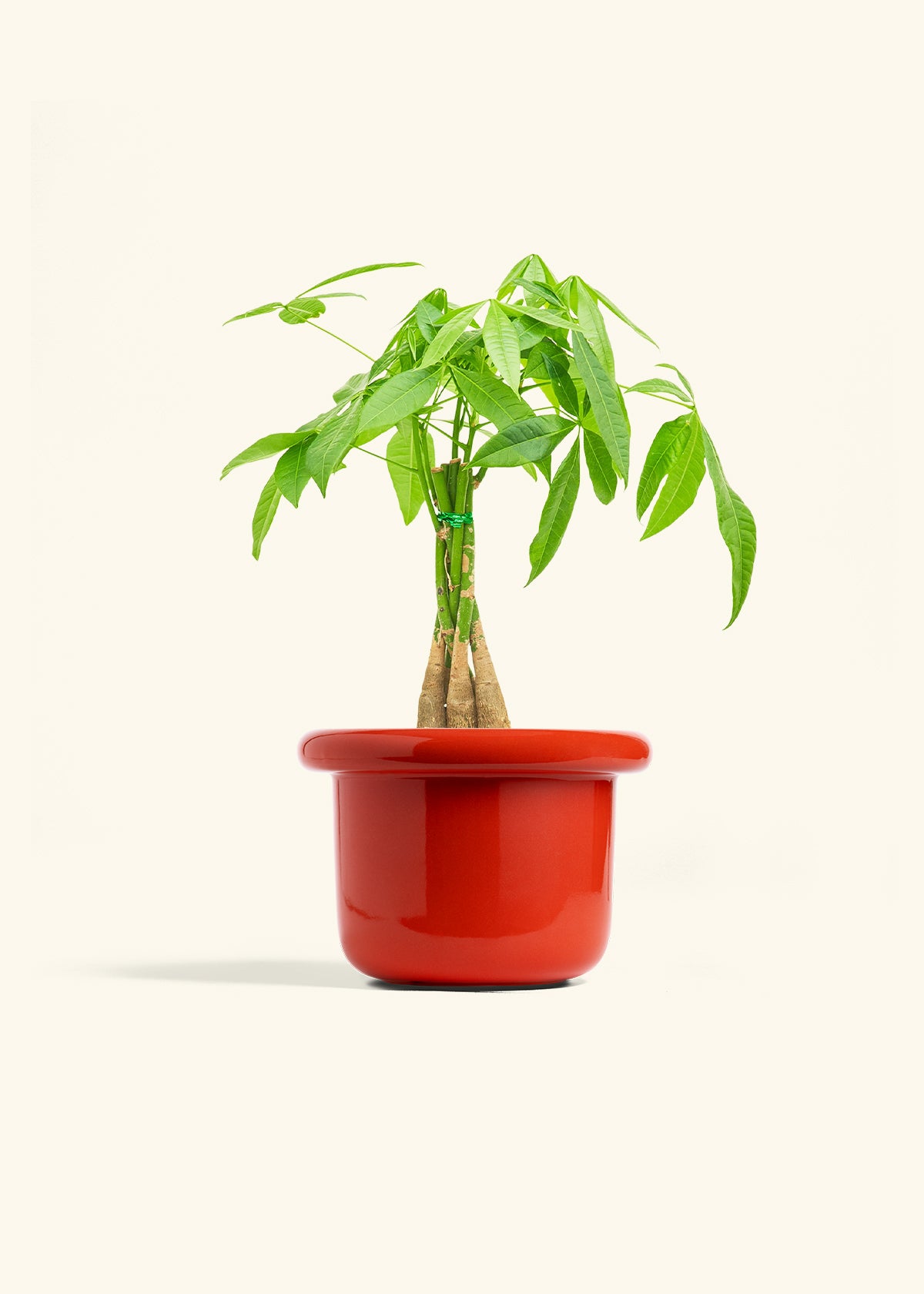 Braided Money Tree in a 6 inches Fat Lip Red Planter in a Oat Petal Drip Tray