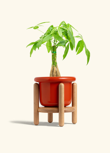 Braided Money Tree in a 6 inches Fat Lip Red Planter in a Beech Wood Stand