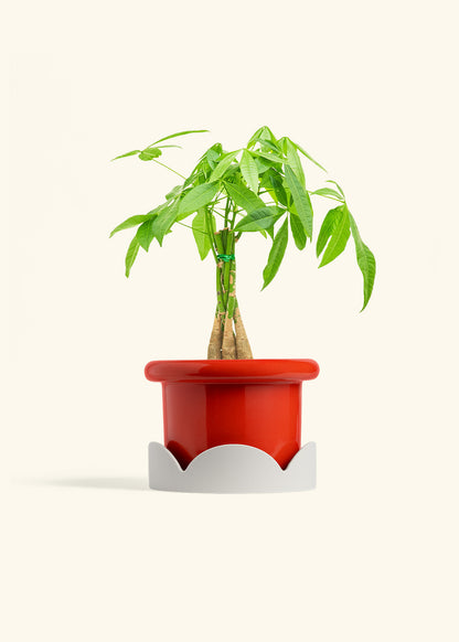 Braided Money Tree in a 6 inches Fat Lip Red Planter in a Shamrock Petal Drip Tray