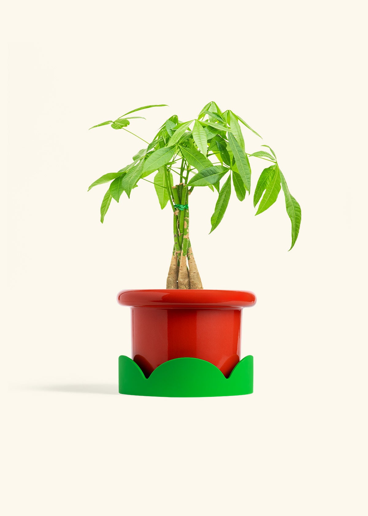 Braided Money Tree in a 6 inches Fat Lip Red Planter 