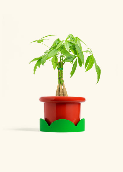 Braided Money Tree in a 6 inches Fat Lip Red Planter 
