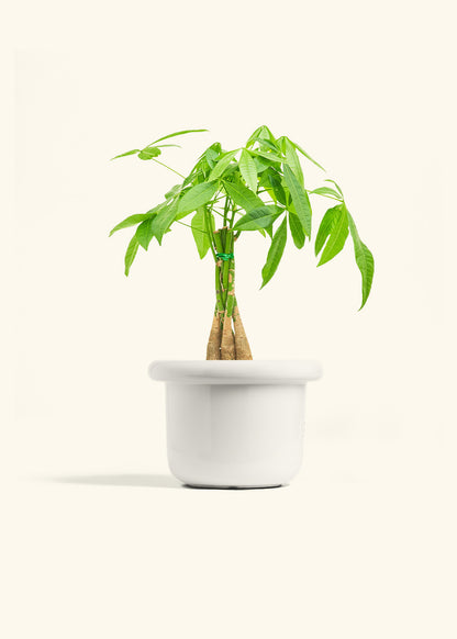 Braided Money Tree in a 6 inches Fat Lip White Planter in a Oat Petal Drip Tray