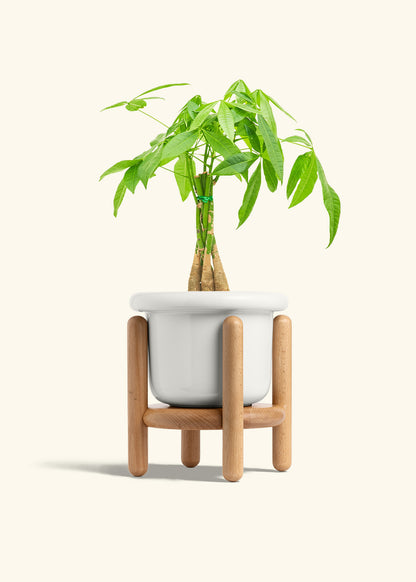 Braided Money Tree in a 6 inches Fat Lip White Planter in a Beech Wood Stand