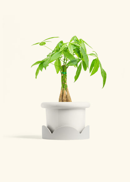 Braided Money Tree in a 6 inches Fat Lip White Planter 