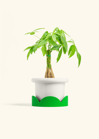 Braided Money Tree in a 6 inches Fat Lip White Planter in a Shamrock Petal Drip Tray