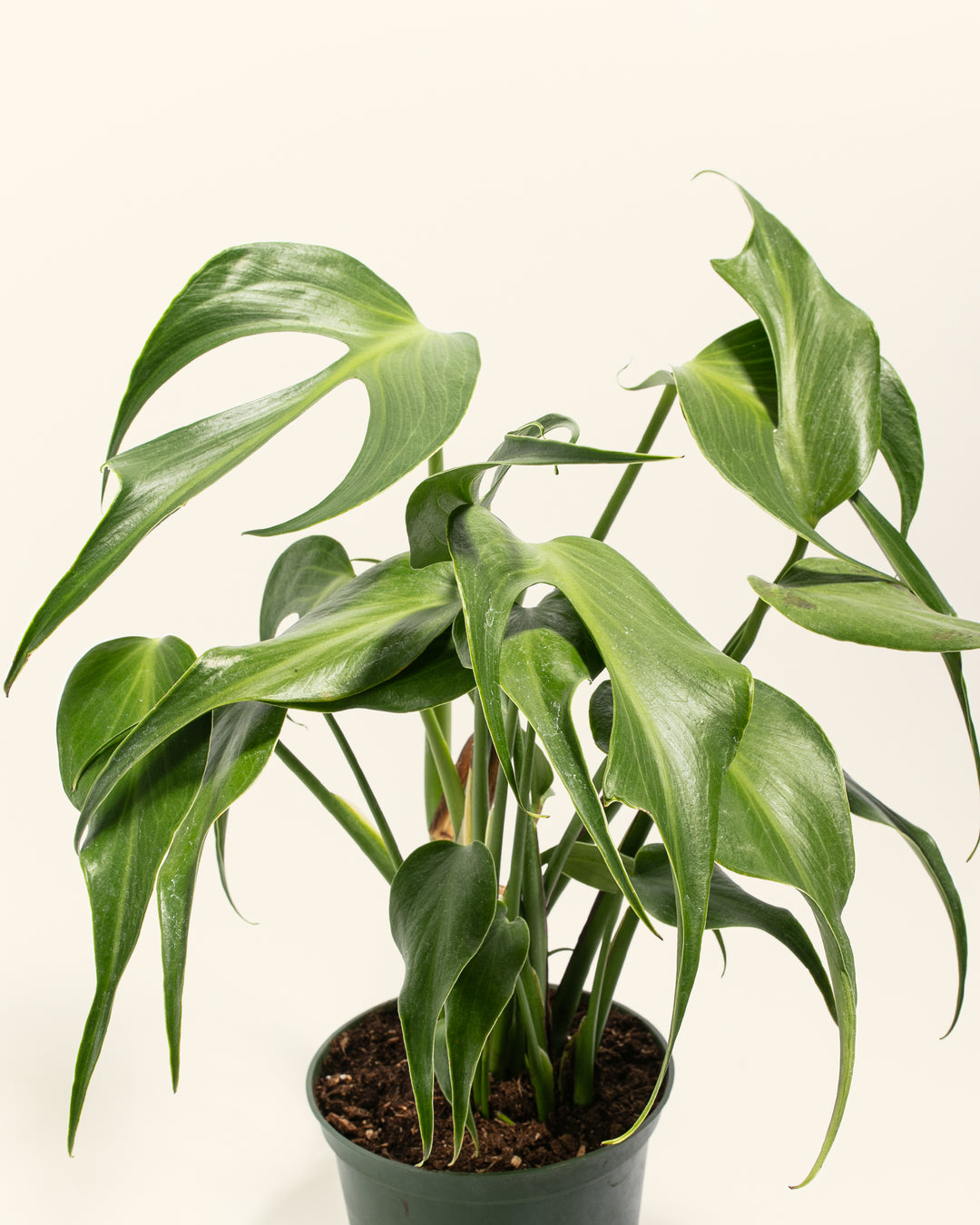 Monstera Burle Marx