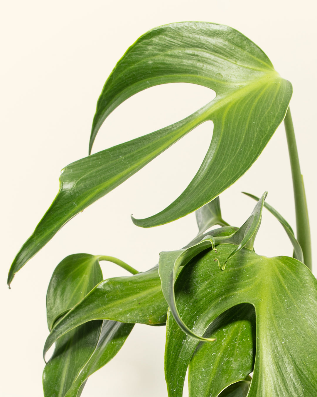 Monstera Burle Marx