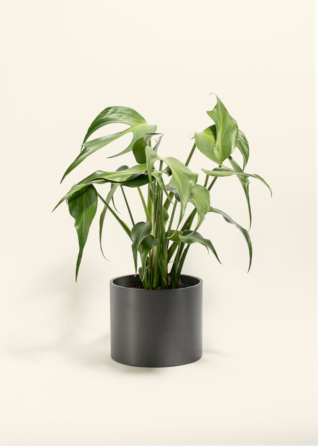 Monstera Burle Marx