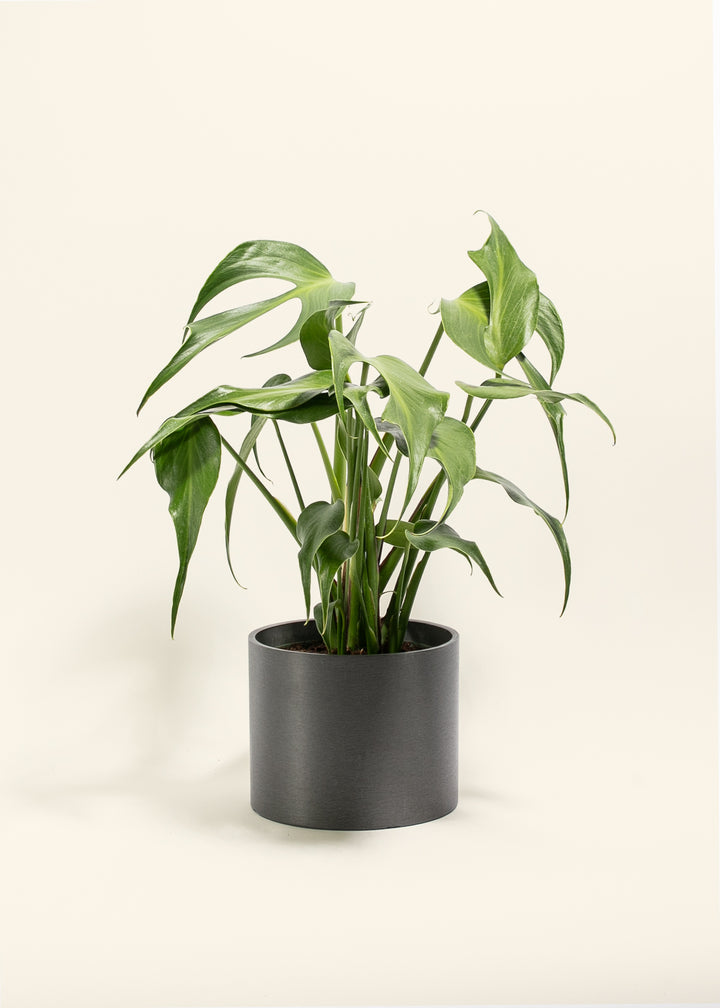 Monstera Burle Marx