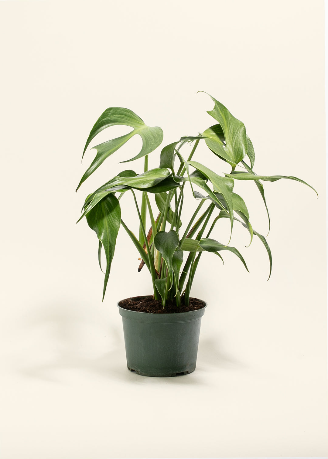 Monstera Burle Marx