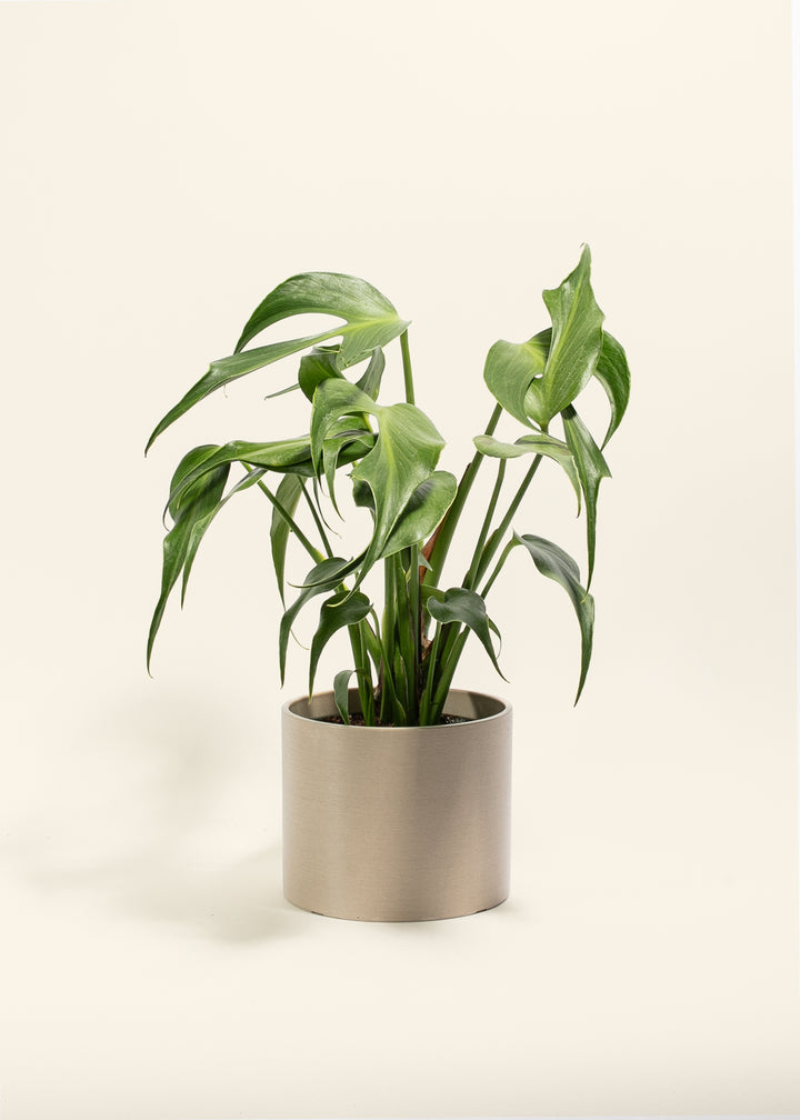 Monstera Burle Marx