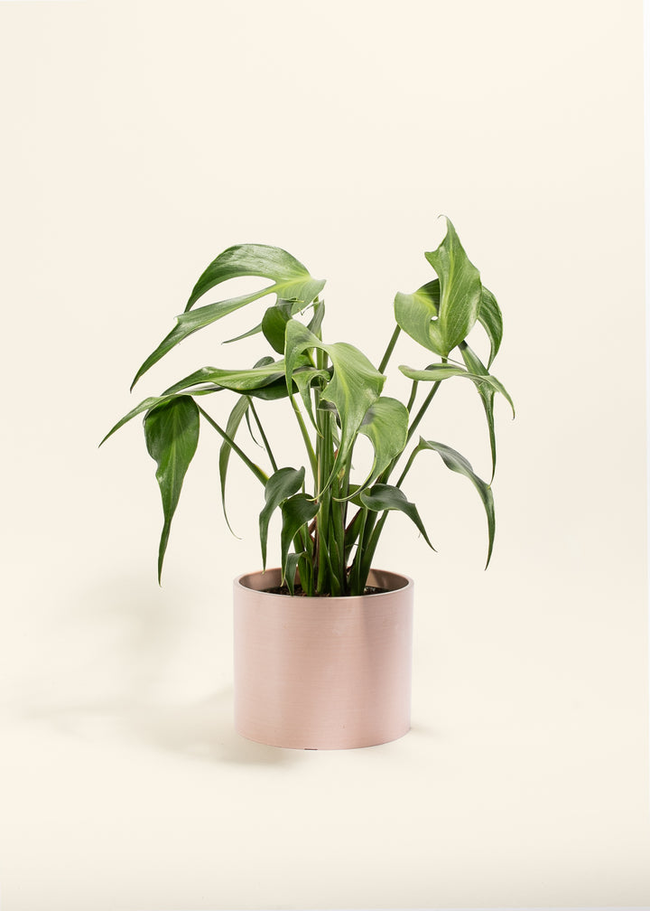 Monstera Burle Marx