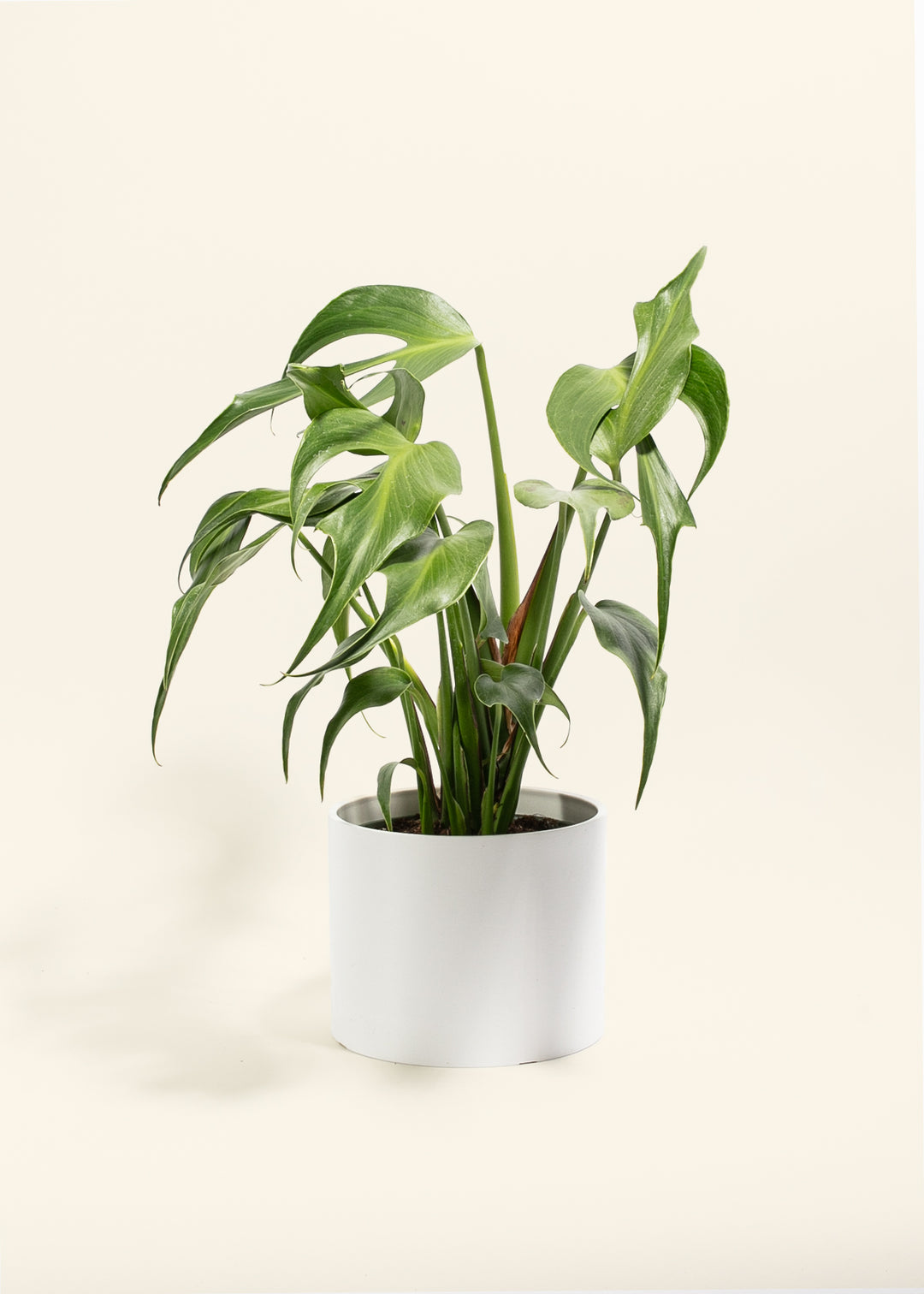 Monstera Burle Marx