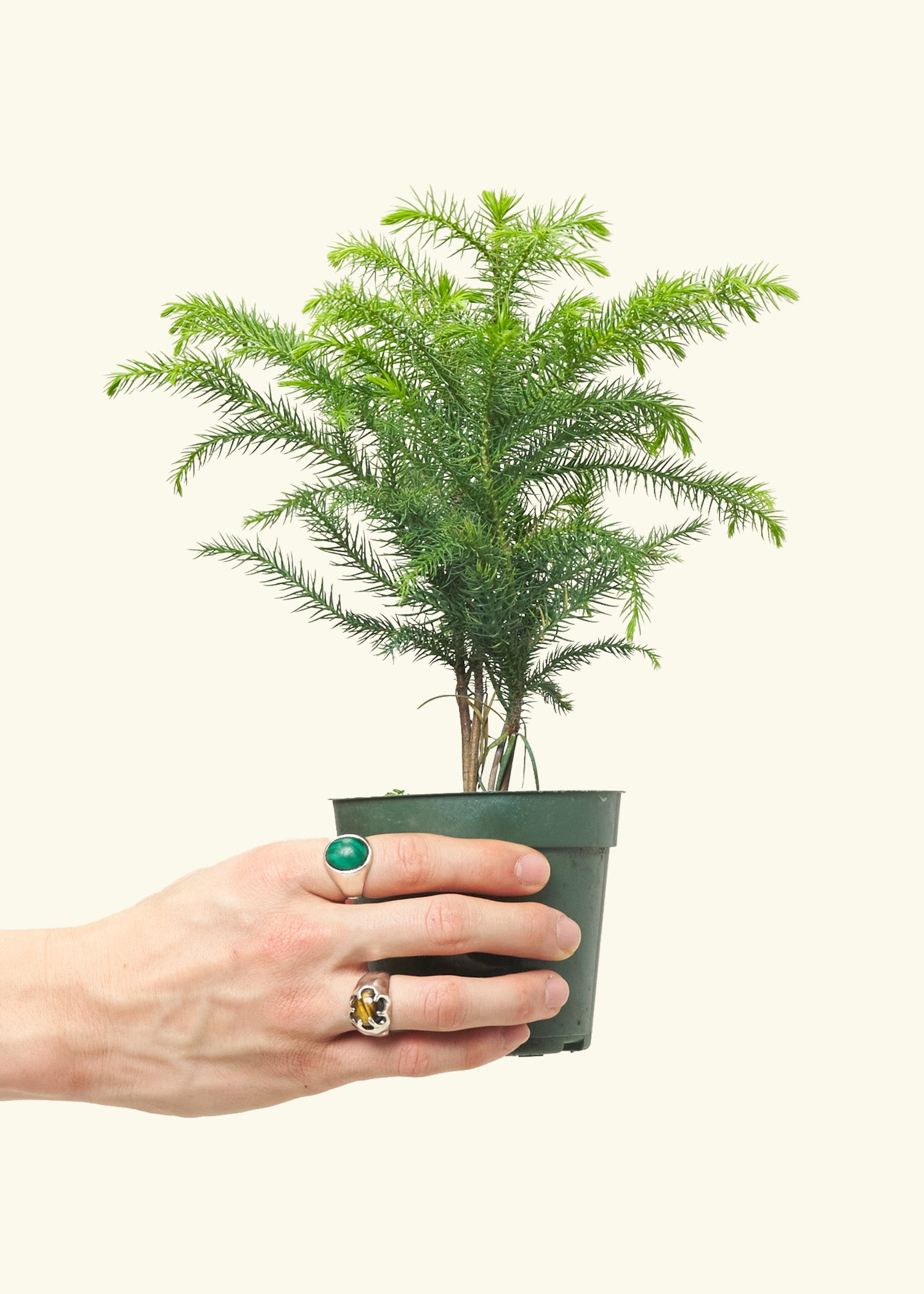 Norfolk Pine in a 4 inches grow pot