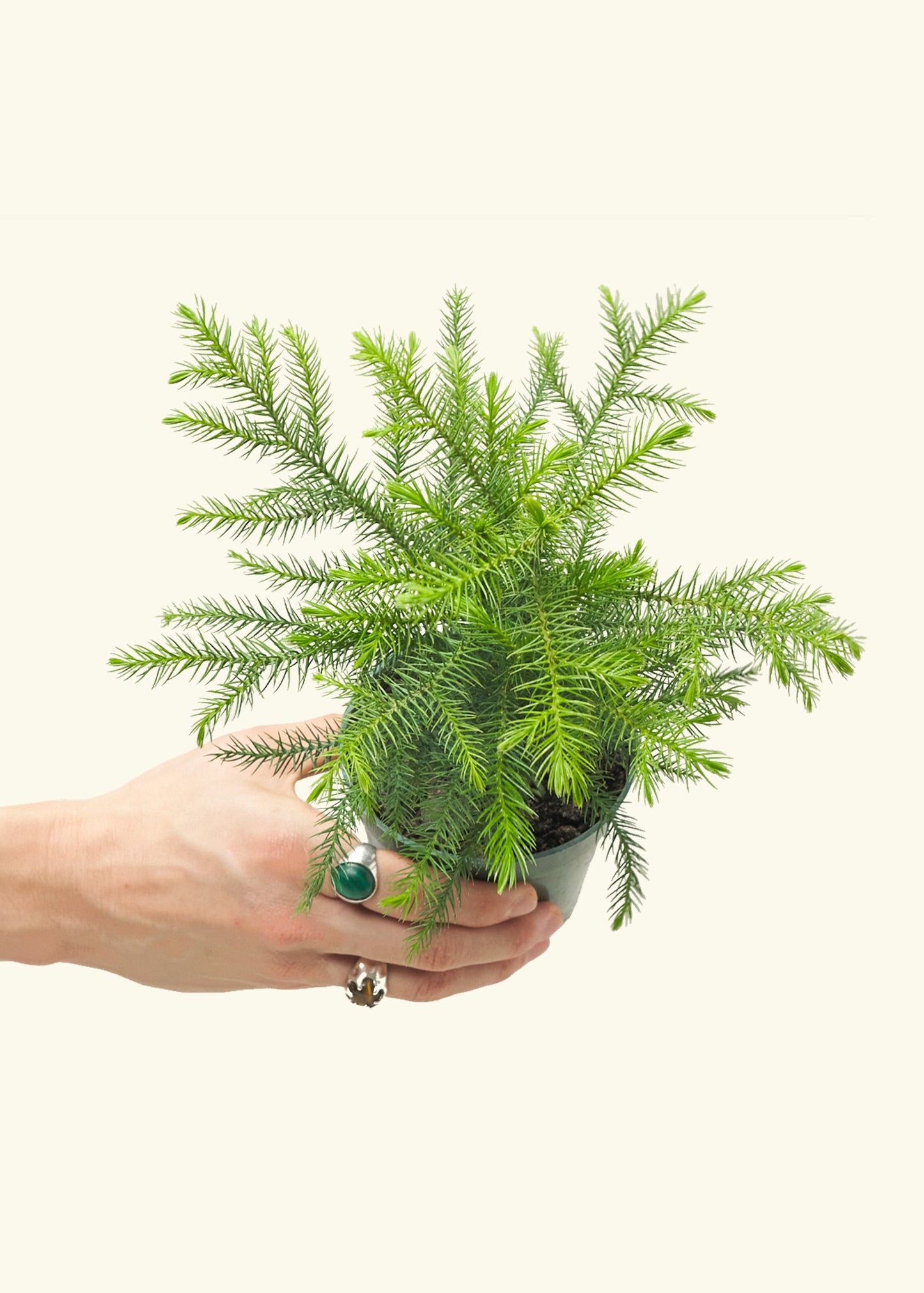 Norfolk Pine in a 4 inches grow pot