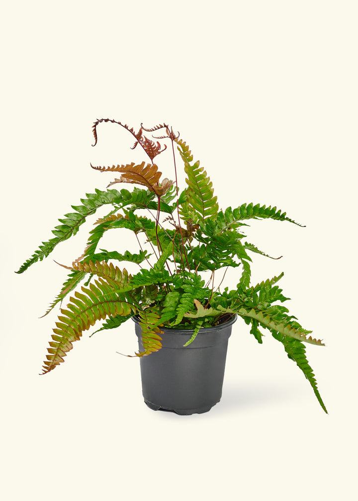 Autumn Fern