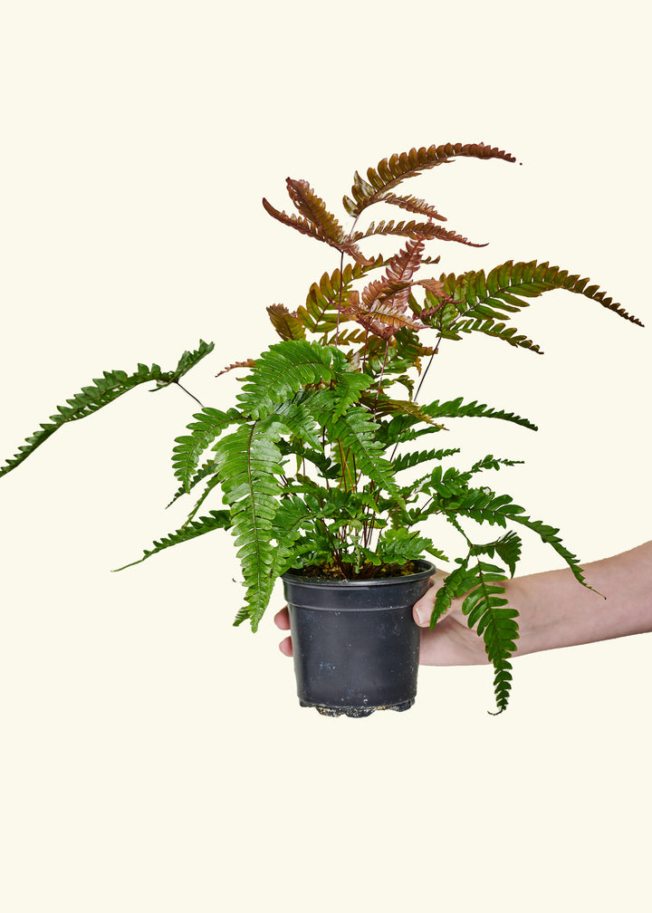 Autumn Fern