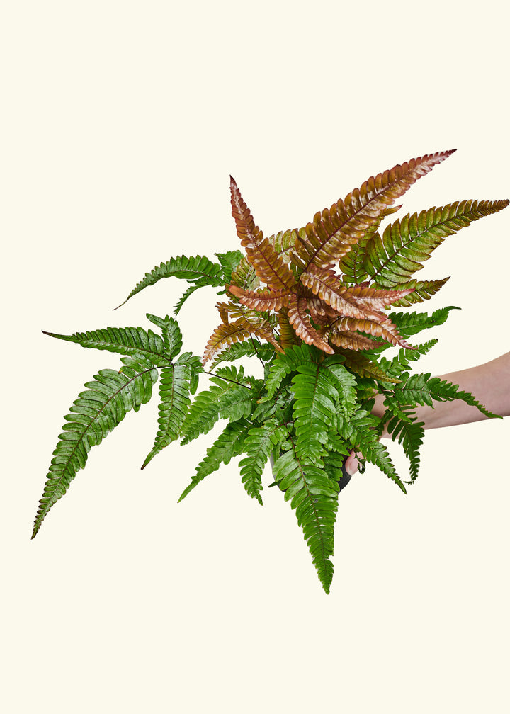 Autumn Fern
