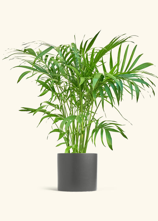 Bamboo Palm in a 10 inches Charcoal Classic Cylinder Planter 