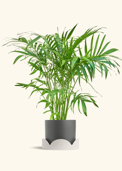Bamboo Palm in a 10 inches Charcoal Classic Cylinder Planter in a Oat Petal Drip Tray