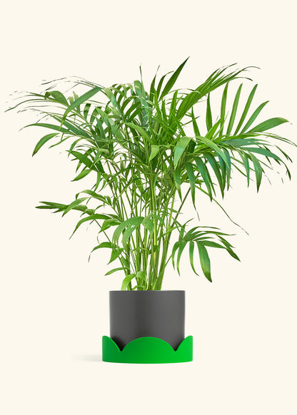 Bamboo Palm in a 10 inches Pink Classic Cylinder Planter 