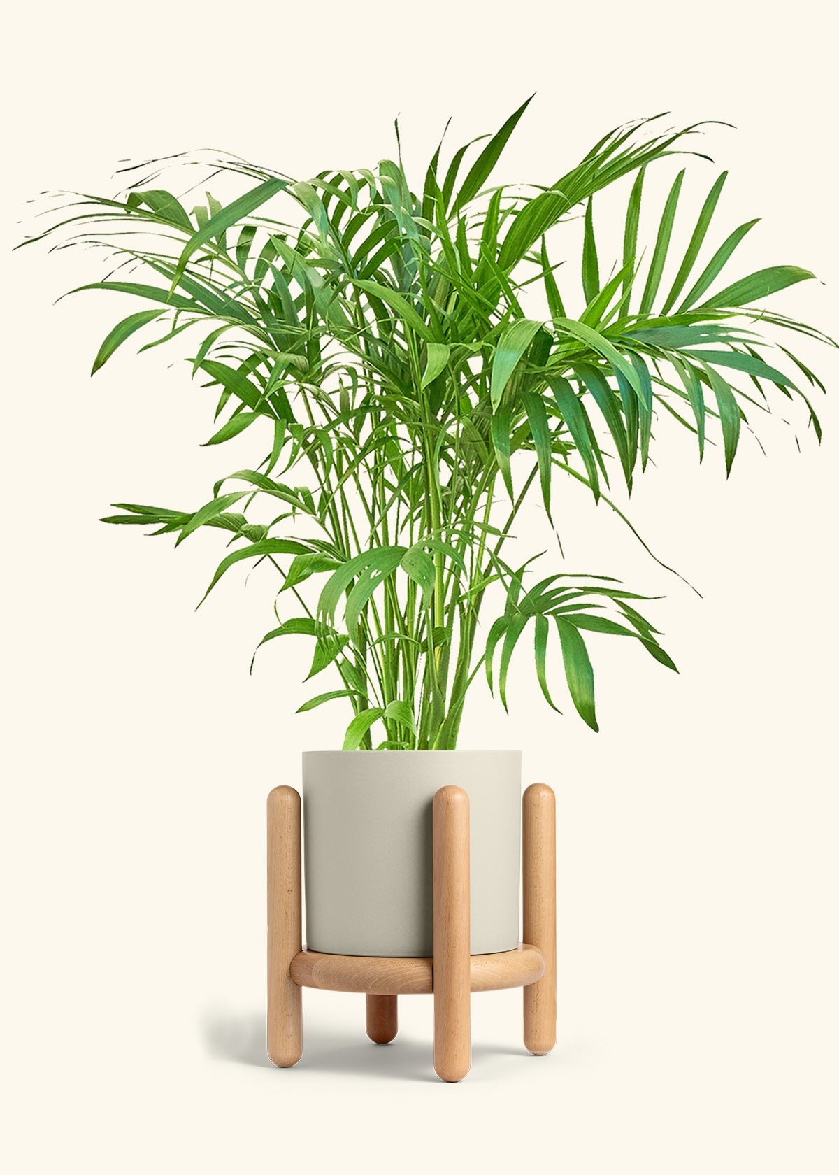 Bamboo Palm in a 10 inches Oat Classic Cylinder Planter 