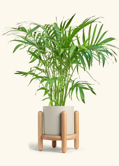 Bamboo Palm in a 10 inches Oat Classic Cylinder Planter 